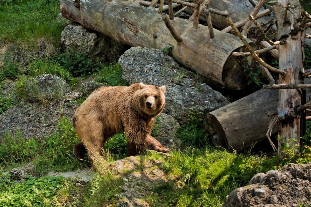 Salzburg Zoo