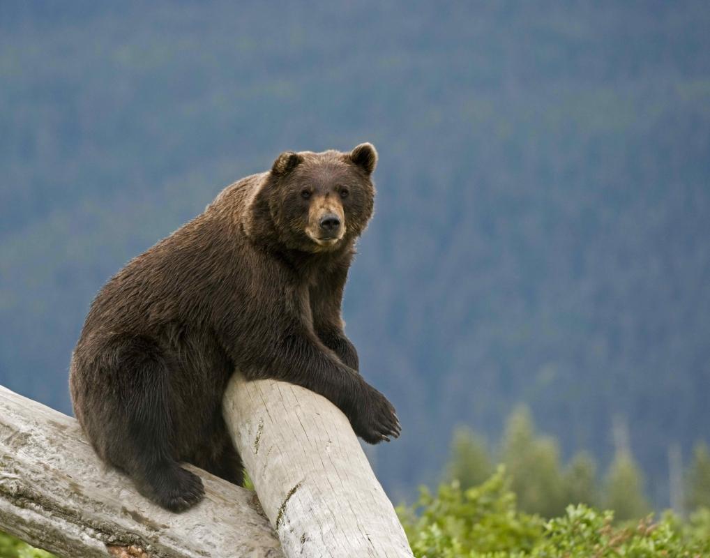 Alaska Wildlife Conservation Center