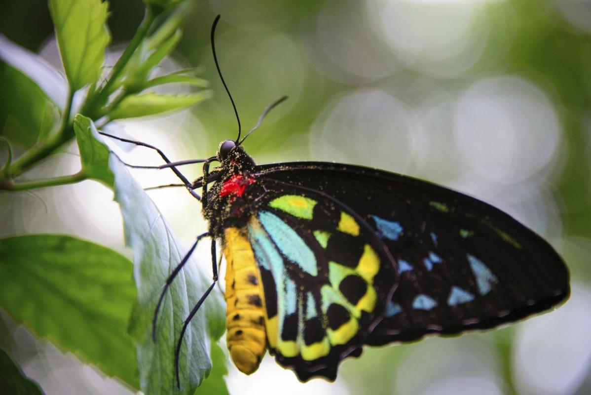 Key West Butterfly and Nature Conservatory