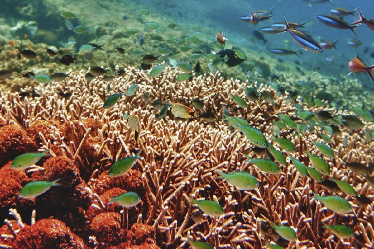 Mesoamerican Barrier Reef