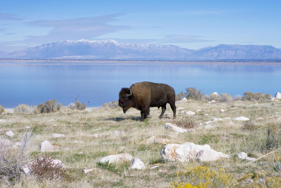 Antelope Island State Park