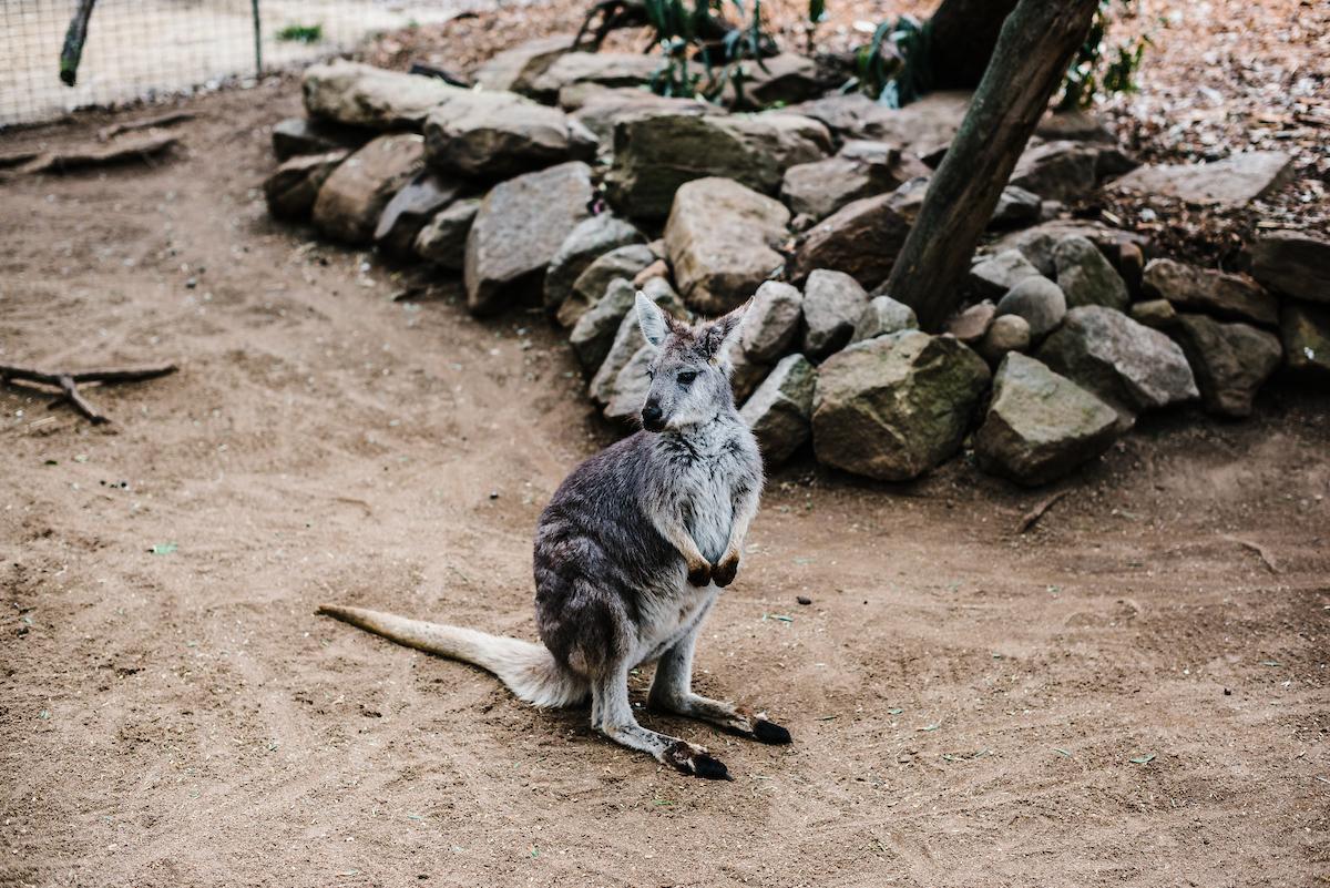 Featherdale Wildlife Park