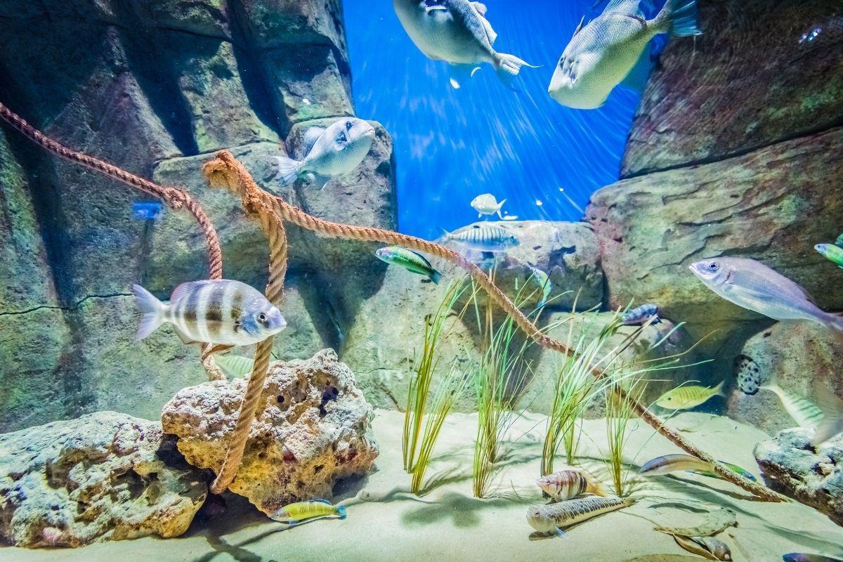 Seville Aquarium (Acuario de Sevilla)