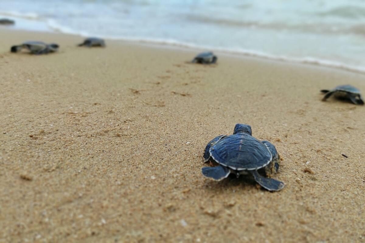 Tortugueros Las Playitas