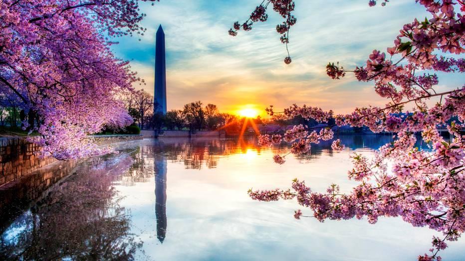 National Cherry Blossom Festival