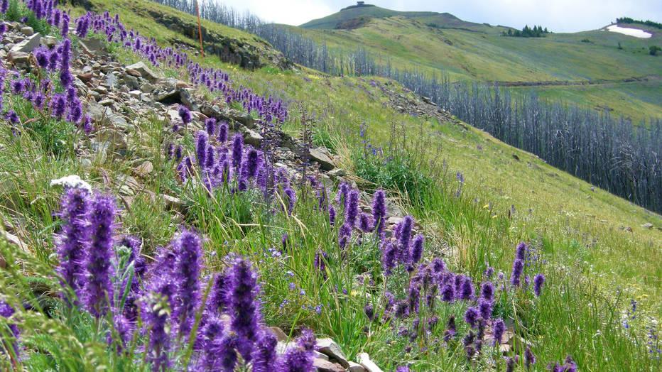 NPS/Diane Renkin