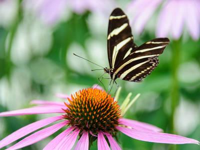 Courtesy of Chicago Botanic Garden