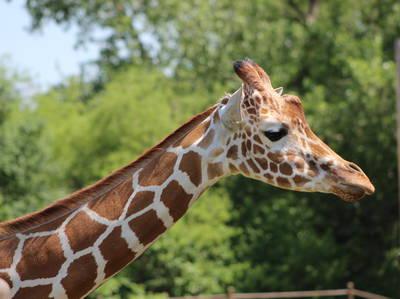 Tulsa Zoo