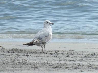 New Smyrna Beach