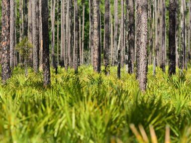 Florida Black Bear Scenic Route 19